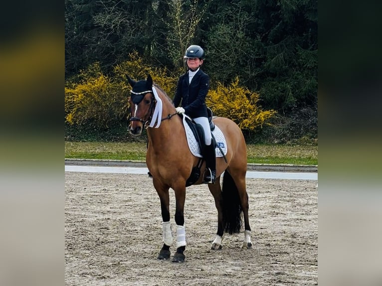 Niemiecki kuc wierzchowy Wałach 5 lat 146 cm Bułana in Hagen