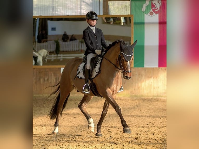 Niemiecki kuc wierzchowy Wałach 5 lat 146 cm Bułana in Hagen