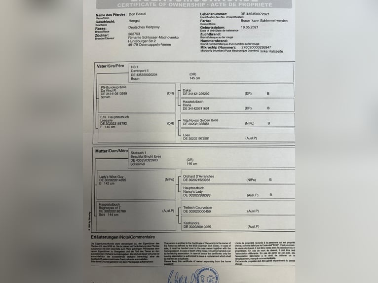 Niemiecki kuc wierzchowy Wałach 5 lat 146 cm Gniada in Lindern (Oldenburg)