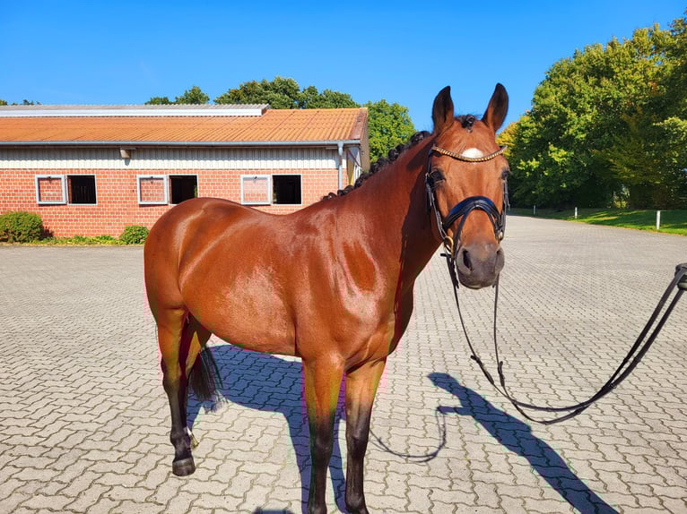 Niemiecki kuc wierzchowy Wałach 5 lat 146 cm Gniada in Frelsdorf