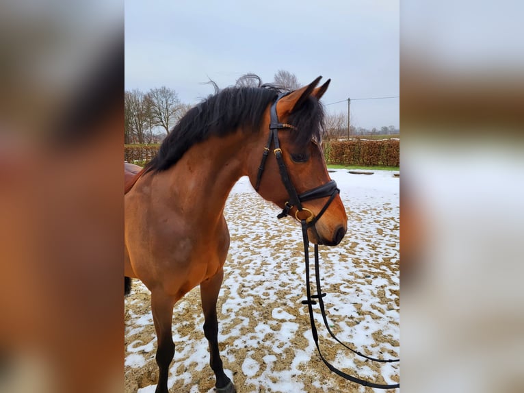 Niemiecki kuc wierzchowy Wałach 5 lat 146 cm Gniada in Frelsdorf