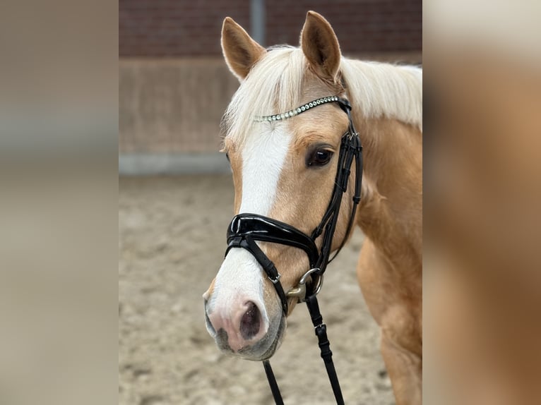 Niemiecki kuc wierzchowy Wałach 5 lat 146 cm Izabelowata in Viersen