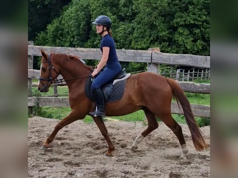 Niemiecki kuc wierzchowy Wałach 5 lat 146 cm Kasztanowata in Ritterhude