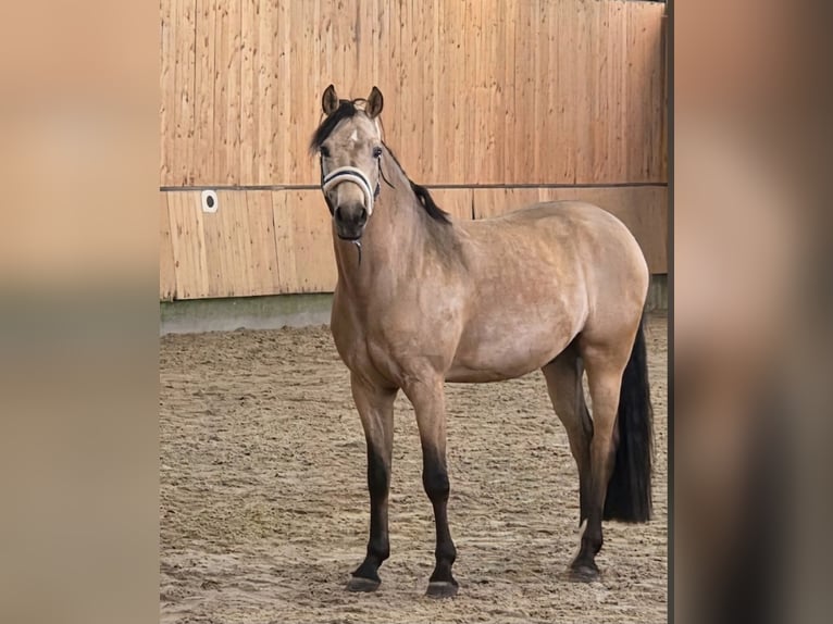 Niemiecki kuc wierzchowy Wałach 5 lat 147 cm Bułana in Vlotho