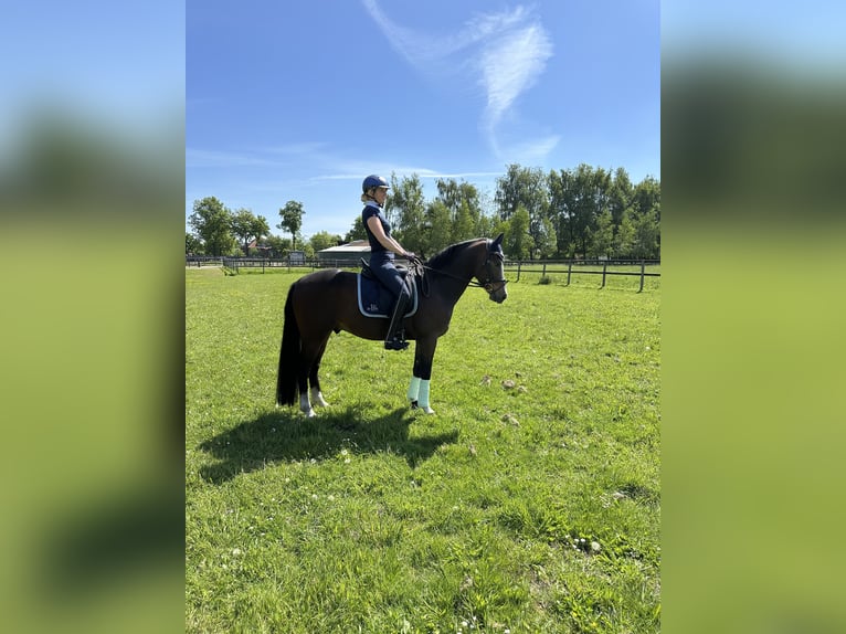 Niemiecki kuc wierzchowy Wałach 5 lat 147 cm Ciemnogniada in Vechta