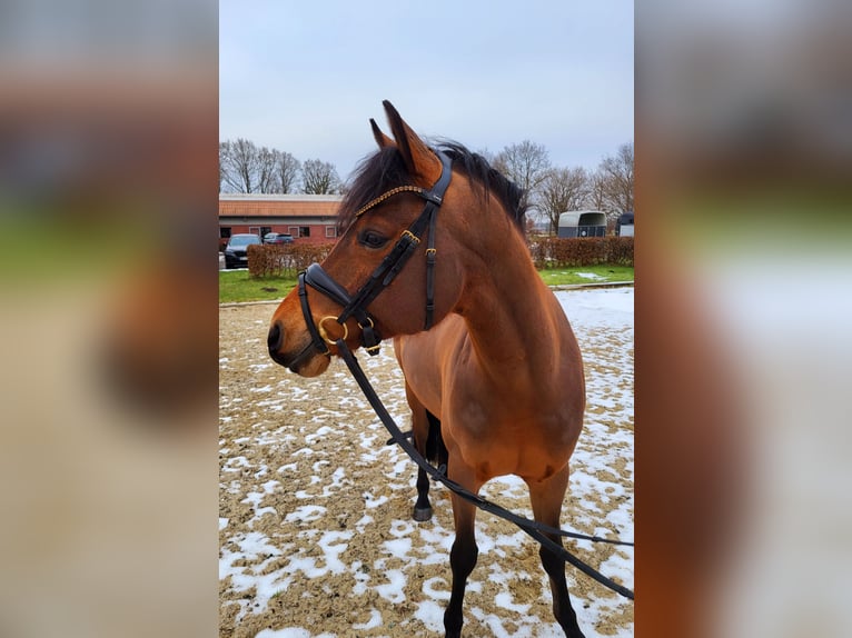 Niemiecki kuc wierzchowy Wałach 5 lat 147 cm Gniada in Frelsdorf