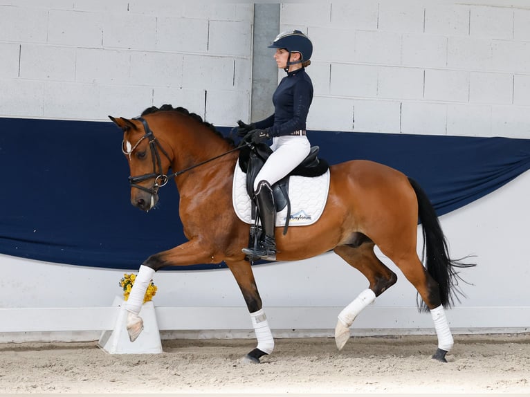 Niemiecki kuc wierzchowy Wałach 5 lat 147 cm Gniada in Marsberg