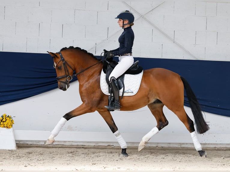Niemiecki kuc wierzchowy Wałach 5 lat 147 cm Gniada in Marsberg