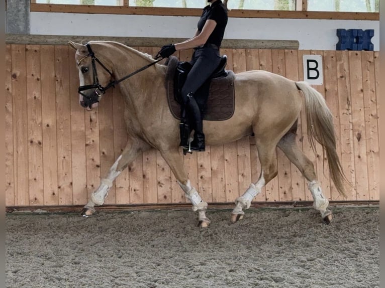 Niemiecki kuc wierzchowy Wałach 5 lat 147 cm Izabelowata in Dülmen