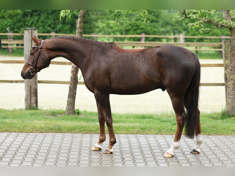 Niemiecki kuc wierzchowy Wałach 5 lat 147 cm Kasztanowata in Lastrup