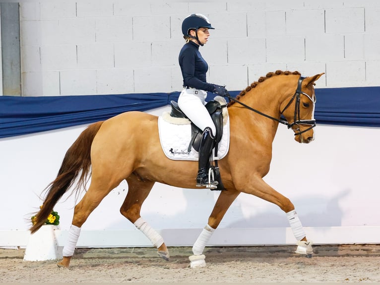 Niemiecki kuc wierzchowy Wałach 5 lat 147 cm Kasztanowata in Marsberg