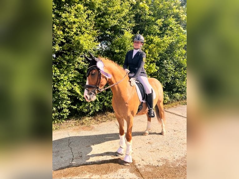 Niemiecki kuc wierzchowy Wałach 5 lat 148 cm Bułana in Drackenstein