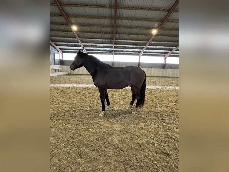 Niemiecki kuc wierzchowy Wałach 5 lat 148 cm Ciemnogniada in Aabenraa