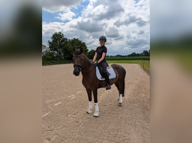 Niemiecki kuc wierzchowy Wałach 5 lat 148 cm Ciemnokasztanowata in Wardenburg