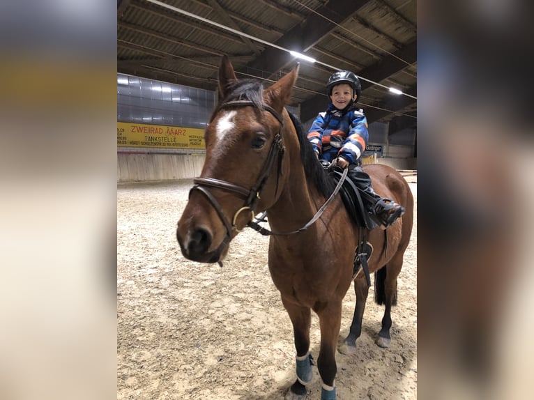Niemiecki kuc wierzchowy Wałach 5 lat 148 cm Gniada in Lustadt