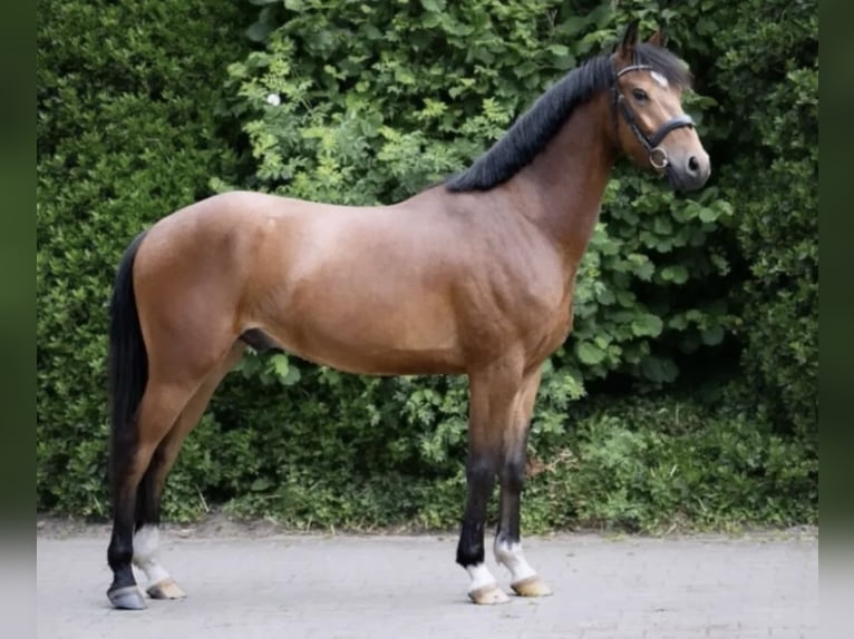 Niemiecki kuc wierzchowy Wałach 5 lat 148 cm Gniada in Oerel
