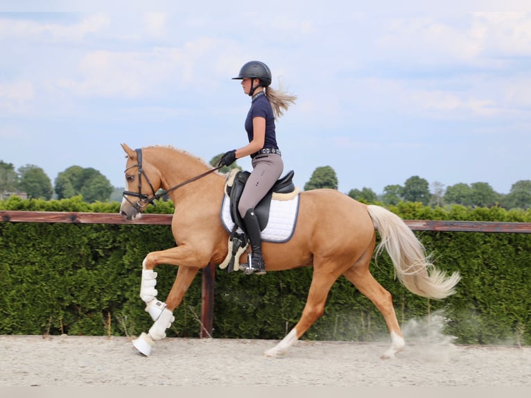 Niemiecki kuc wierzchowy Wałach 5 lat 148 cm Izabelowata in Geilenkirchen