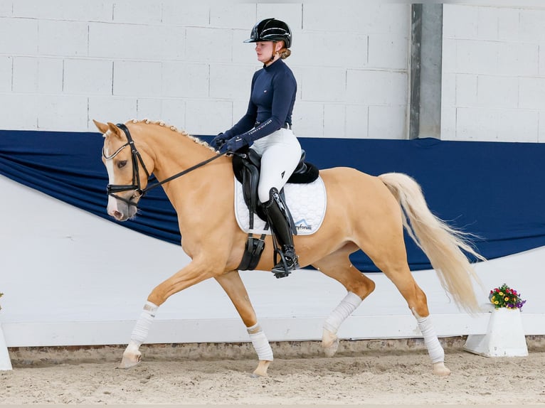Niemiecki kuc wierzchowy Wałach 5 lat 148 cm Izabelowata in Marsberg