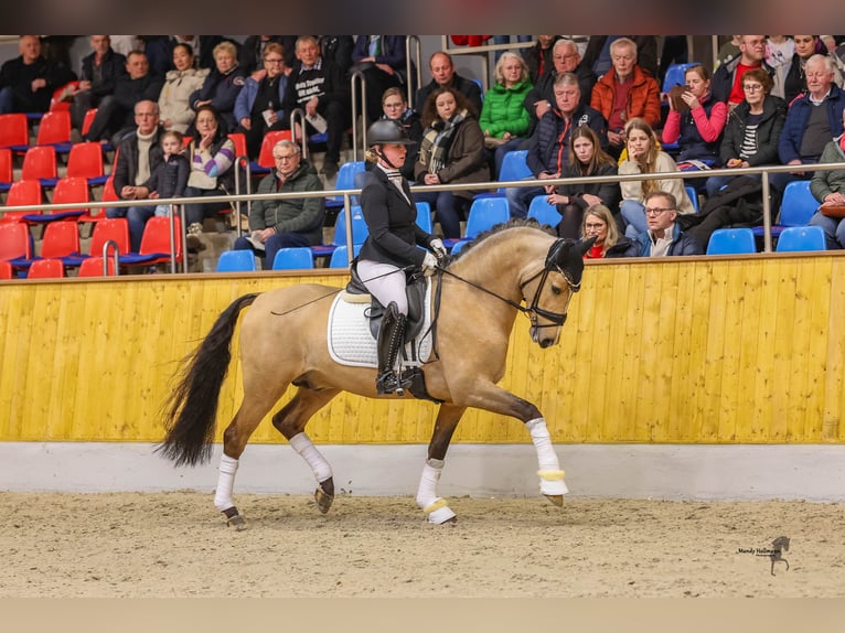 Niemiecki kuc wierzchowy Wałach 5 lat 148 cm Jelenia in Friesoythe