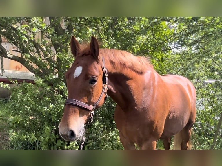 Niemiecki kuc wierzchowy Wałach 5 lat 148 cm Kasztanowata in Sydals