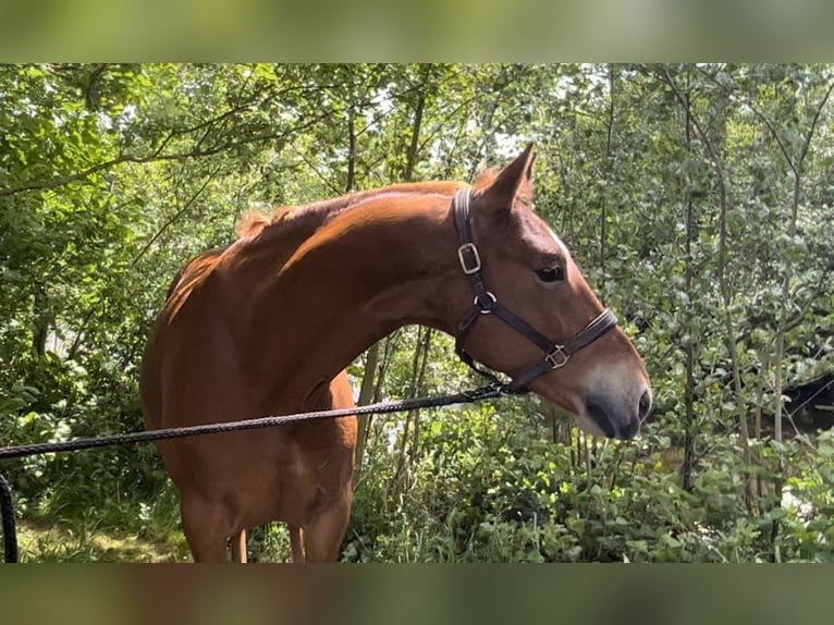 Niemiecki kuc wierzchowy Wałach 5 lat 148 cm Kasztanowata in Sydals