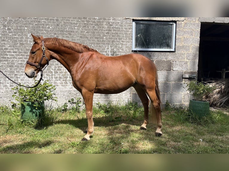 Niemiecki kuc wierzchowy Wałach 5 lat 148 cm Kasztanowata in Sydals