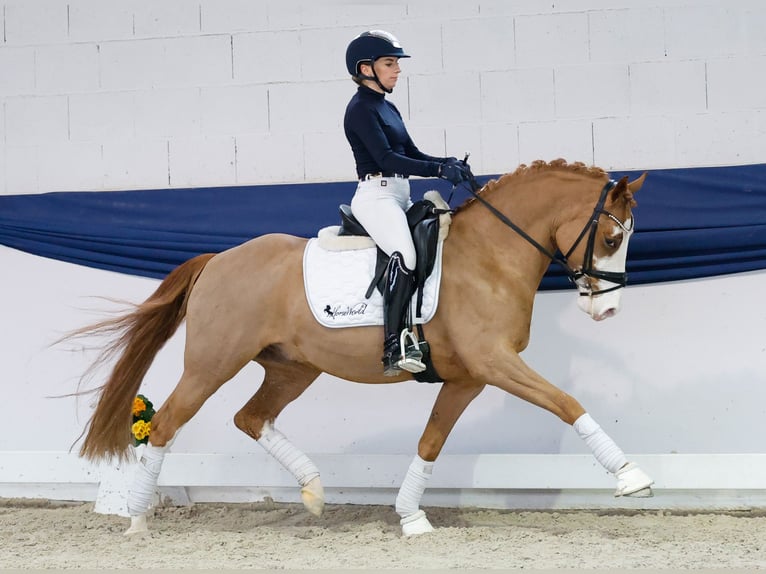 Niemiecki kuc wierzchowy Wałach 5 lat 148 cm Kasztanowata in Marsberg