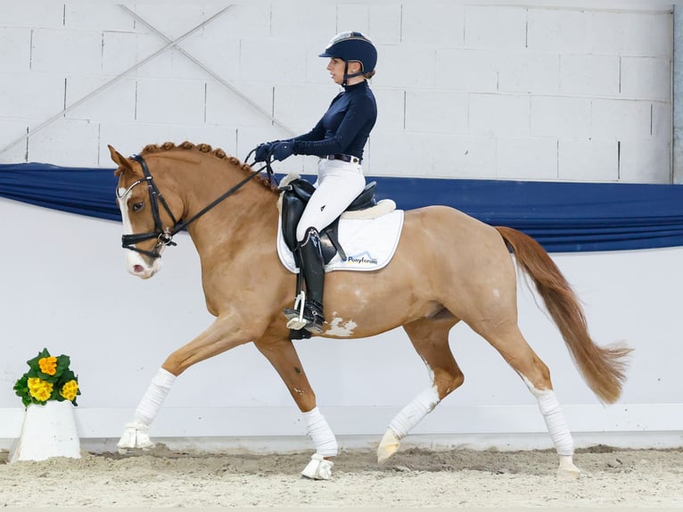Niemiecki kuc wierzchowy Wałach 5 lat 148 cm Kasztanowata in Marsberg
