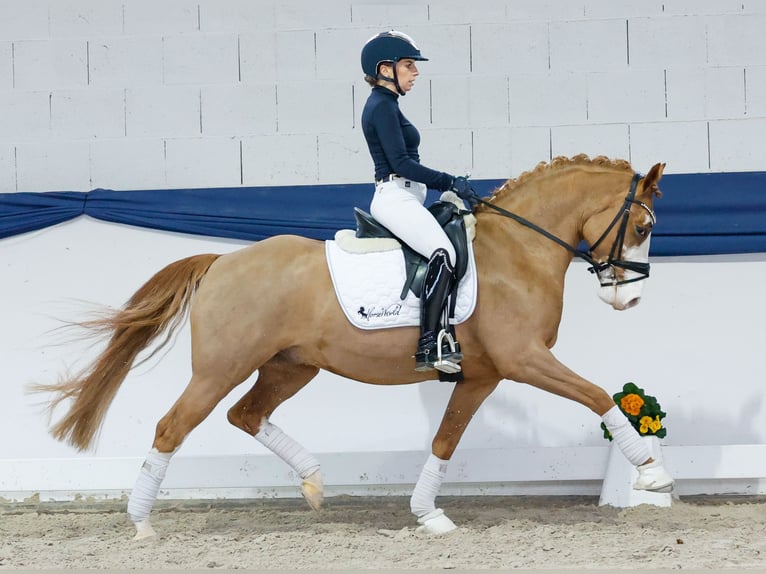 Niemiecki kuc wierzchowy Wałach 5 lat 148 cm Kasztanowata in Marsberg