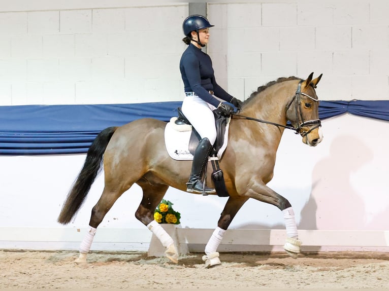 Niemiecki kuc wierzchowy Wałach 5 lat 150 cm Gniada in Marsberg