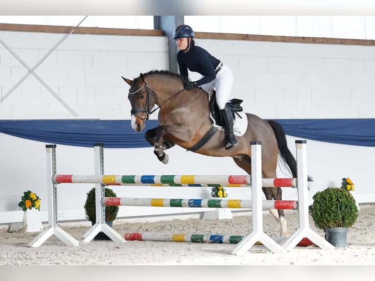 Niemiecki kuc wierzchowy Wałach 5 lat 150 cm Gniada in Marsberg