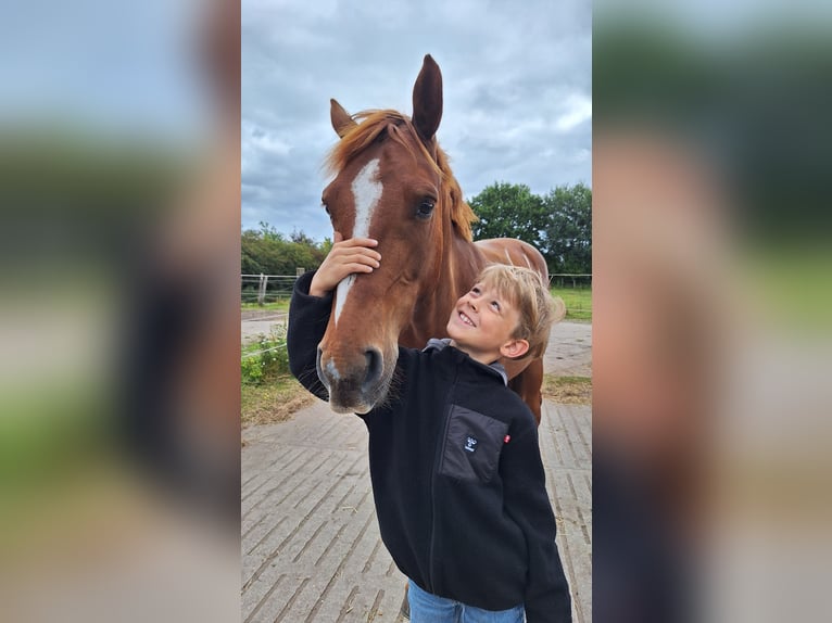 Niemiecki kuc wierzchowy Wałach 5 lat 150 cm Kasztanowata in Nübel