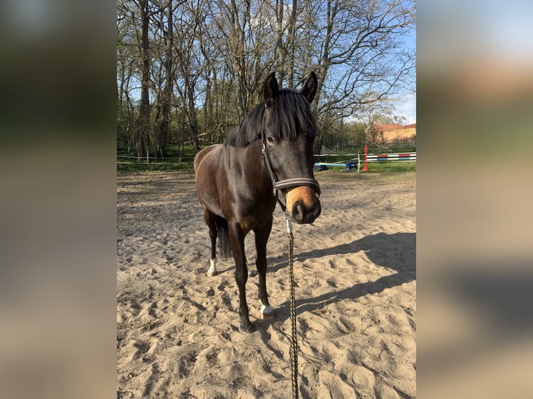 Niemiecki kuc wierzchowy Wałach 5 lat 150 cm in Mescherin