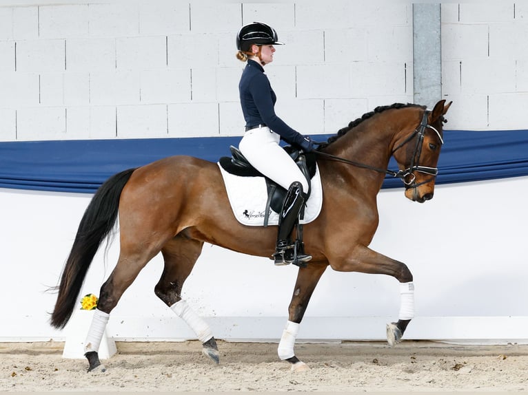 Niemiecki kuc wierzchowy Wałach 5 lat 151 cm Gniada in Marsberg
