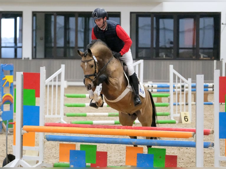 Niemiecki kuc wierzchowy Wałach 5 lat 151 cm Jelenia in Westerstede