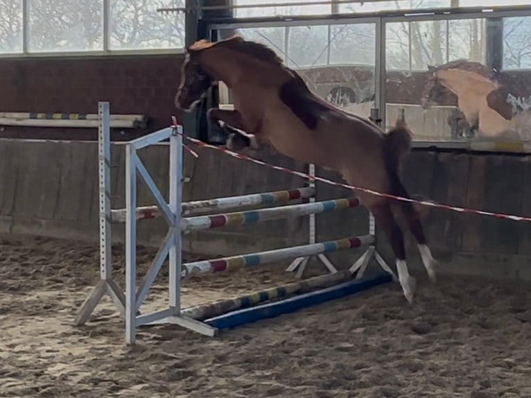 Niemiecki kuc wierzchowy Wałach 5 lat 152 cm Kasztanowata in EdewechtFriedrichsfehn