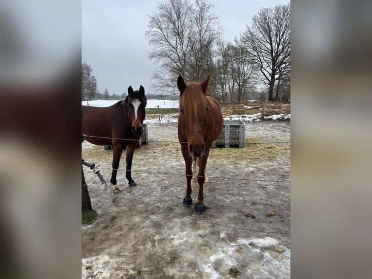 Niemiecki kuc wierzchowy Wałach 5 lat 152 cm Kasztanowata in EdewechtFriedrichsfehn