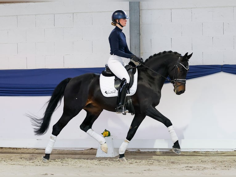 Niemiecki kuc wierzchowy Wałach 5 lat 153 cm Ciemnogniada in Marsberg