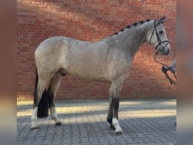 Niemiecki kuc wierzchowy Wałach 5 lat 153 cm Formy Brown Falb in Münster