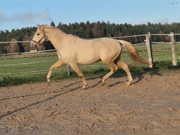 Niemiecki kuc wierzchowy Wałach 5 lat 153 cm Izabelowata in Crailsheim