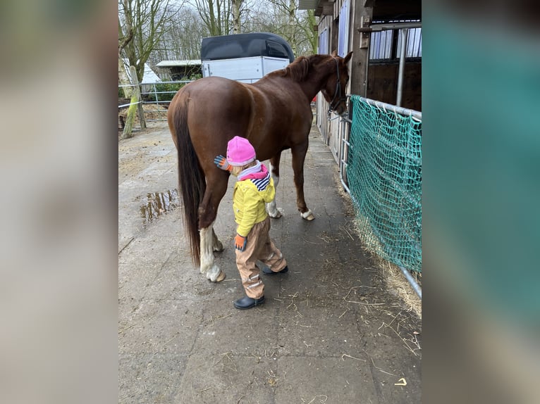 Niemiecki kuc wierzchowy Wałach 5 lat 153 cm Kasztanowata in Großheide