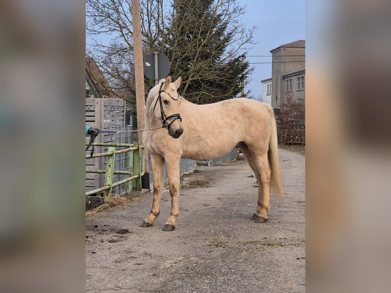Niemiecki kuc wierzchowy Wałach 5 lat 155 cm Izabelowata in Illertissen