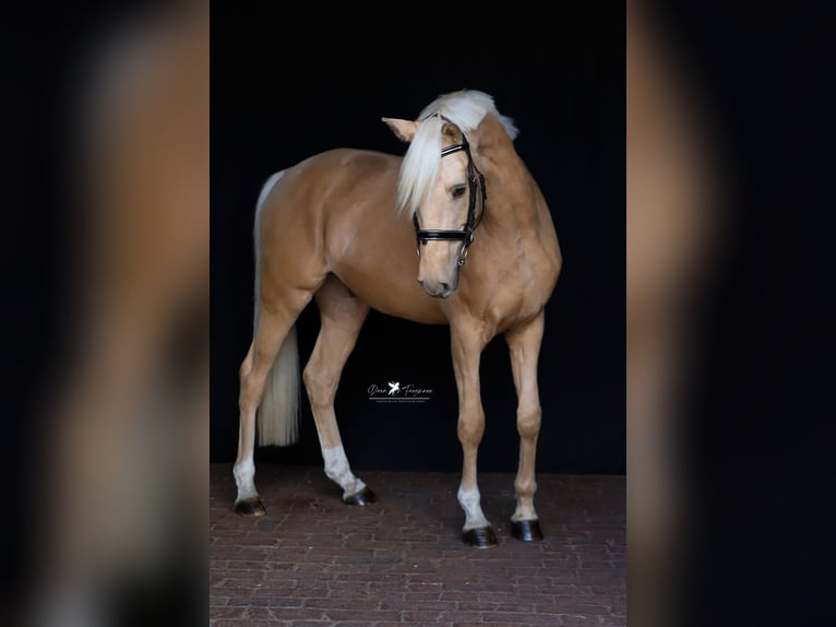 Niemiecki kuc wierzchowy Wałach 5 lat 155 cm Izabelowata in Neuenkirchen-Vörden
