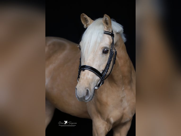 Niemiecki kuc wierzchowy Wałach 5 lat 155 cm Izabelowata in Neuenkirchen-Vörden