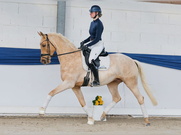 Niemiecki kuc wierzchowy Wałach 5 lat 158 cm Izabelowata in Marsberg