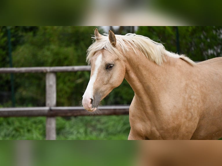 Niemiecki kuc wierzchowy Wałach 5 lat 162 cm Izabelowata in Wuppertal