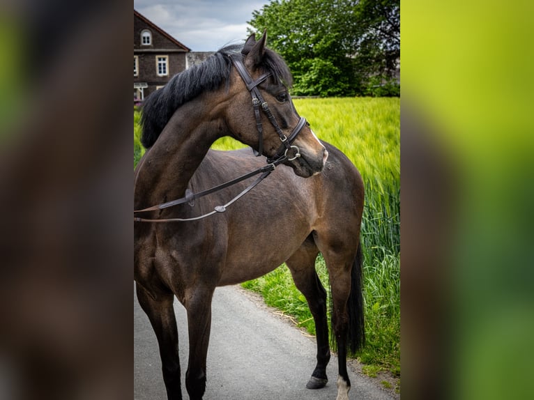 Niemiecki kuc wierzchowy Mix Wałach 6 lat 135 cm Ciemnogniada in Greven