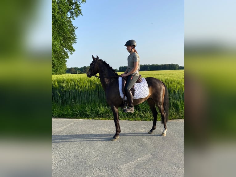 Niemiecki kuc wierzchowy Mix Wałach 6 lat 135 cm Ciemnogniada in Greven
