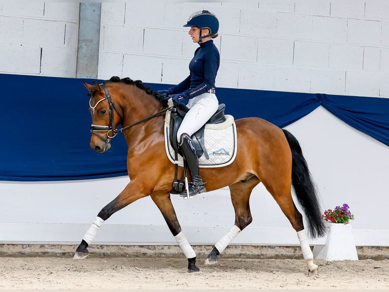 Niemiecki kuc wierzchowy Wałach 6 lat 135 cm Gniada in Marsberg