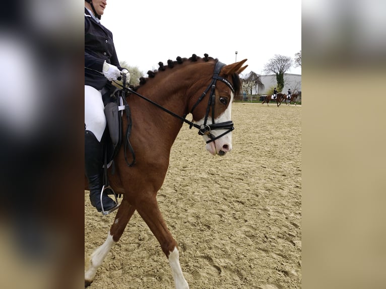 Niemiecki kuc wierzchowy Wałach 6 lat 142 cm Ciemnokasztanowata in Reiskirchen